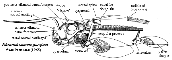 Rhinochimera pacifica skeleton from Patterson (1965)