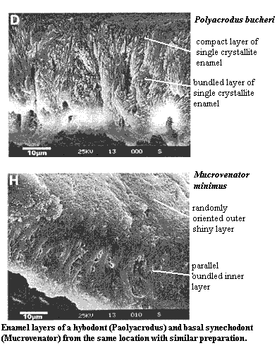 Teeth of hybodont (Polyacrodus) and basal Neoseachian (Mucrovenator) Cuny et al. (2001)