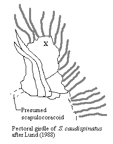 S. caudispinatus pectoral