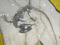 Monjurosuchus splendens