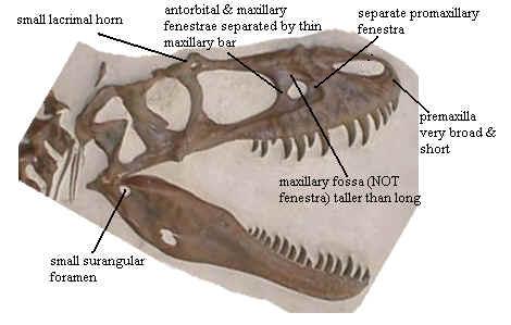 Albertosaurus skull