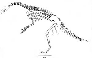 Alxasaurus