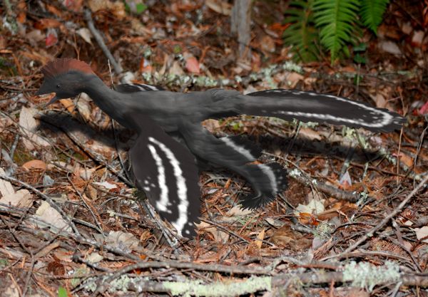 Anchiornis huxleyi - life reconstruction by Nobu Tamura