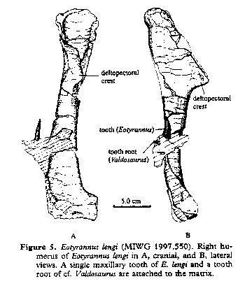 Eotyrannus right humerus from Hutt et al. (2001)