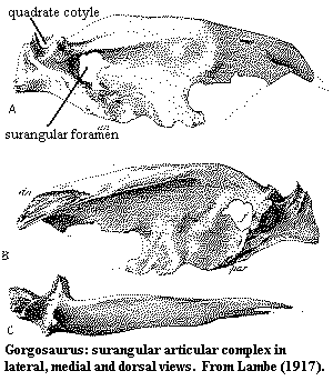 Gorgosaurus surangular-articular complex from Lambe (1917)