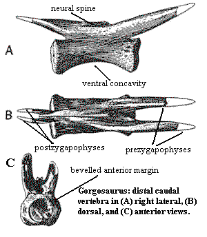 Gorgosaurus distal caudal vertebra