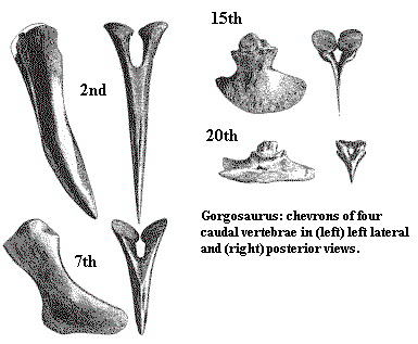 Gorgosaurus chevrons