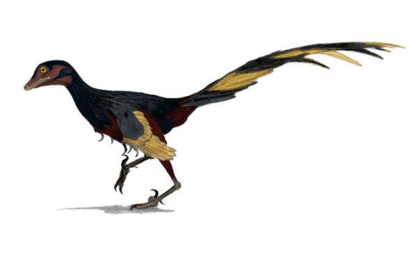 Jinfengopteryx elegans - life reconstruction by Matt Martyniuk