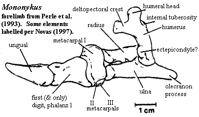 Mononykus forelimb from Perle et al. (1993)