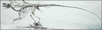 Ornitholestes