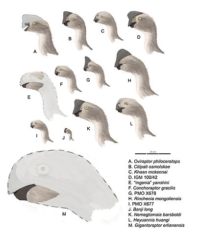 Profiles of all oviraptorids with known skull material, including identification key and scale bar. By Matt Martyniuk