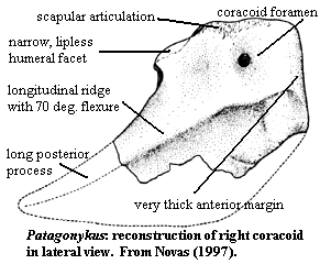 Patagonykus: right coracoid in lateral view