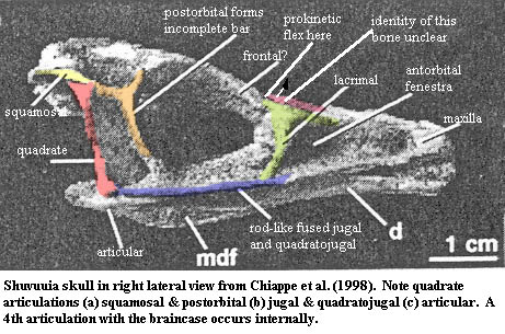 Shuvuuia skull in right lateral view from Chiappe et al. (1998)