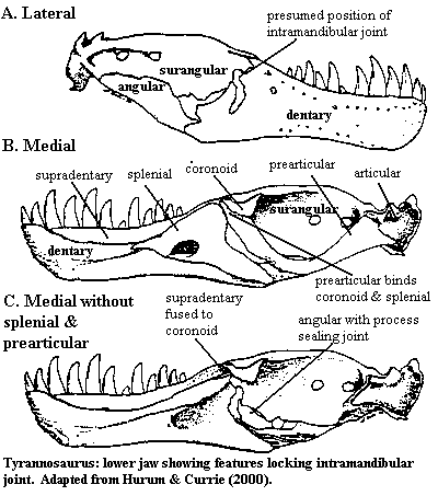 Tyrannosaurus jaw showing blocked intramandibular joint