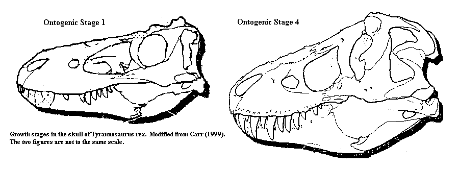 Tyrannosaurus skull at two growth stages