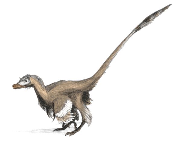 Velociraptor mongoliensis - life reconstruction by Matt Martyniuk