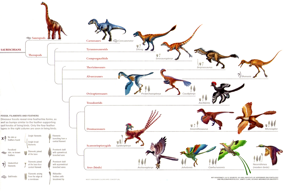 Dendrogram showing the evolution of feathers, by Carl Zimmer. Artwork by Xing Lida