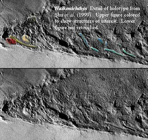 Haikouichthys holotype Shu et al. (1999)