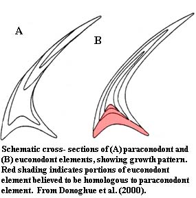 Paraconodont and euconodont elements in x-section