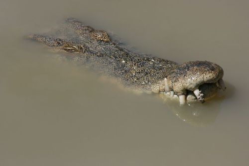 Australian Salt Water Crocodile, Crocodylus porosus, Far North Queensland.