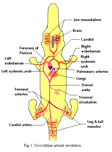 Croc arterial circulation