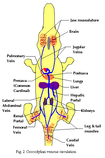 Venous circulation