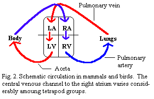 simple box heart diagram