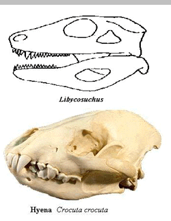 Libycosuchus & Crocuta