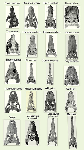 Disparate cranial morphologies in crocodylomorpha - collage by Somasushumna