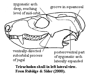 Trirachodon skull from Rubidge & Sidor (2000)