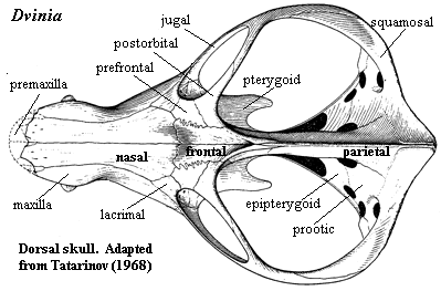 Dvinia: dorsal skull.