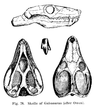 Skull of Galesaurus after Owen