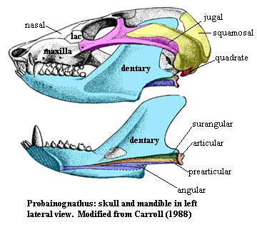 Probainognathus skull from Carroll (1988)
