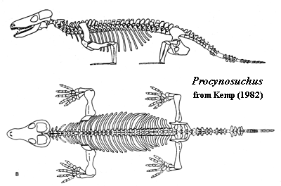 Procynosuchus from Kemp (1982)