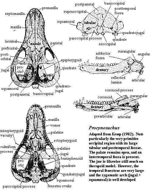 Procynosuchus skull and jaw
