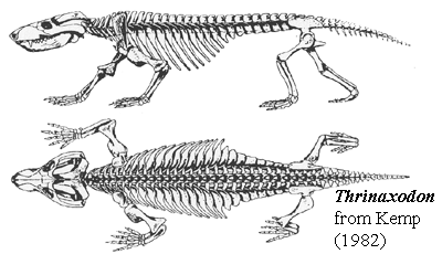 Thrinaxodon skeleton from Kemp (1982)