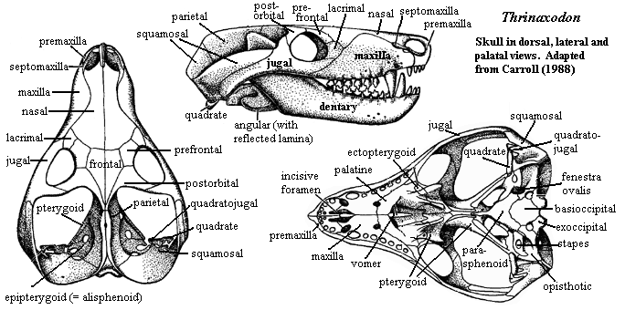 Thrinaxodon skull from Carroll (1988)