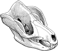 Tritylodon skull