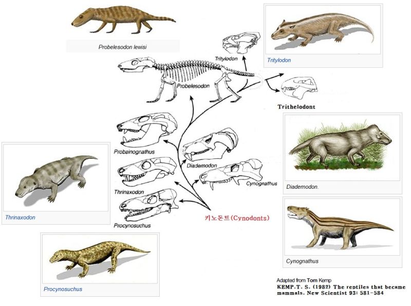 Cynodont evolution - click for larger image