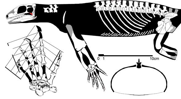 Acerosodontosaurus piveteaui, and that comntroversial bone