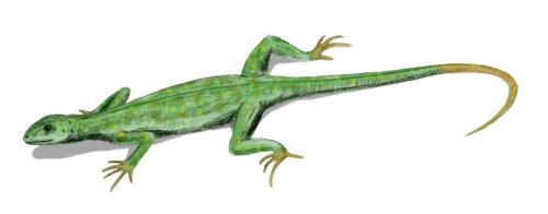 Labidosaurus