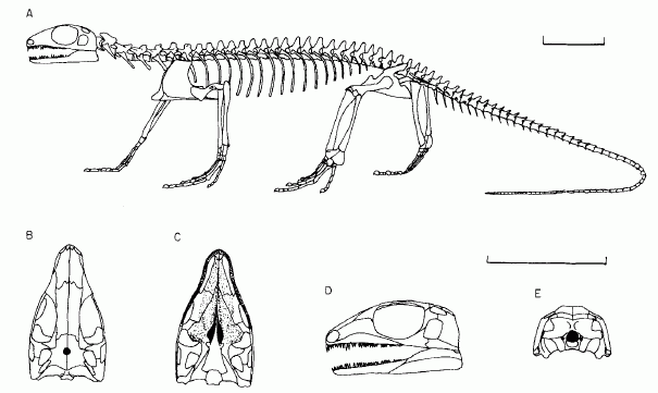 Petrolacosaurus kansensis