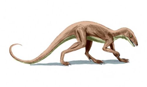 Lagosuchus talampayensis - artwork by Nobu Tamura.