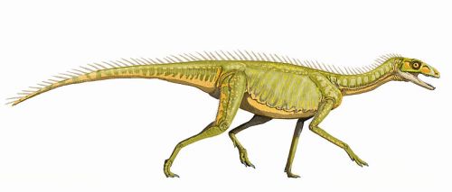 Silesaurus oploensis - artwork by Dmitry Bogdanov.