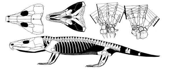 Labidosaurus hamatus, by David Peters