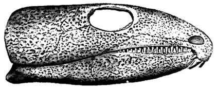 Drawing of a skull of Labidosaurus hamatus, modified from Case, 1911