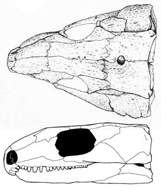 Protocaptorhinus pricei, by David Peters
