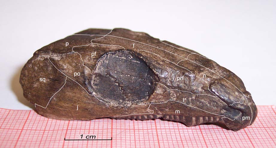 Facsimile of type specimen of R. texana in oblique lateral view