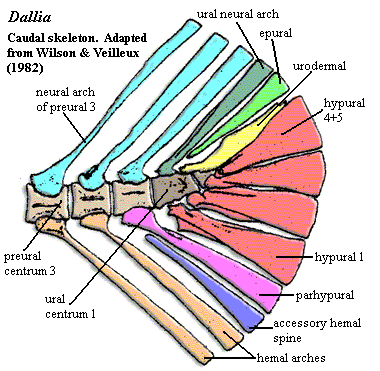 Dallia caudal skeleton [WV82]