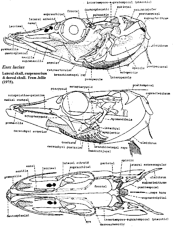 Esox lateral skull, suspensorium & dorsal skull [J75].